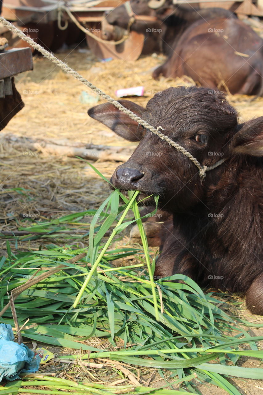 Buffalo baby eating grass