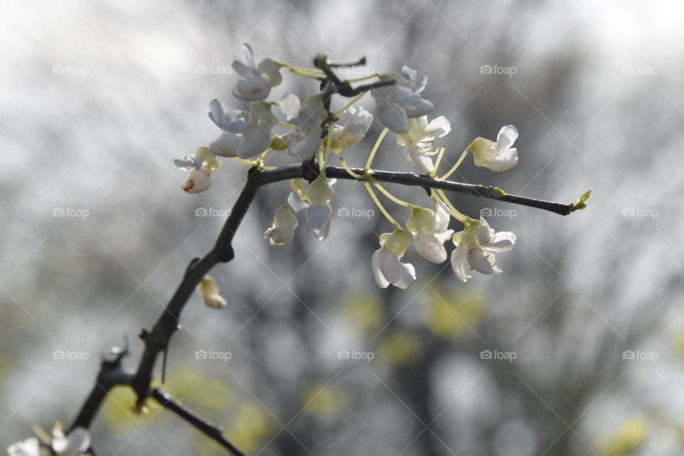 Tree, Branch, Nature, Flower, No Person