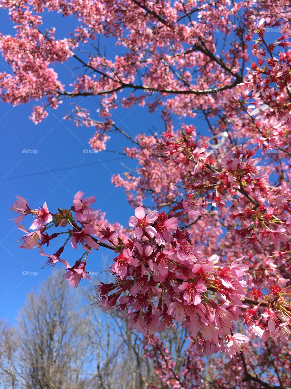 Pink blossoms in Connecticut