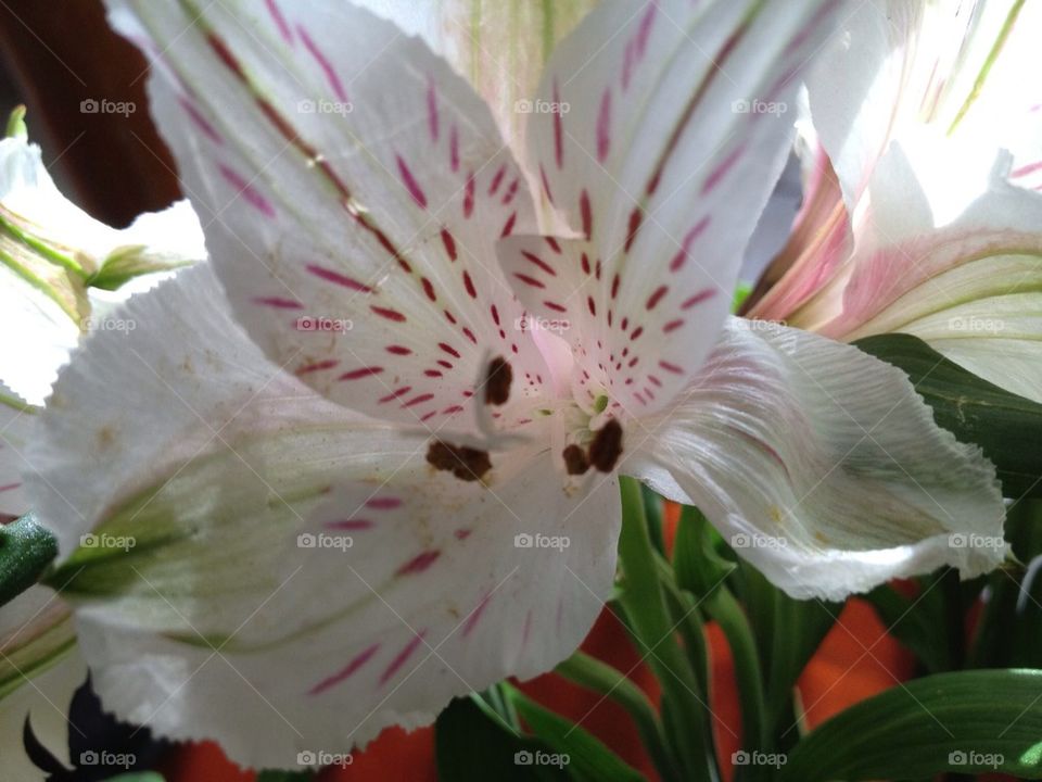 Flowers at sunrise