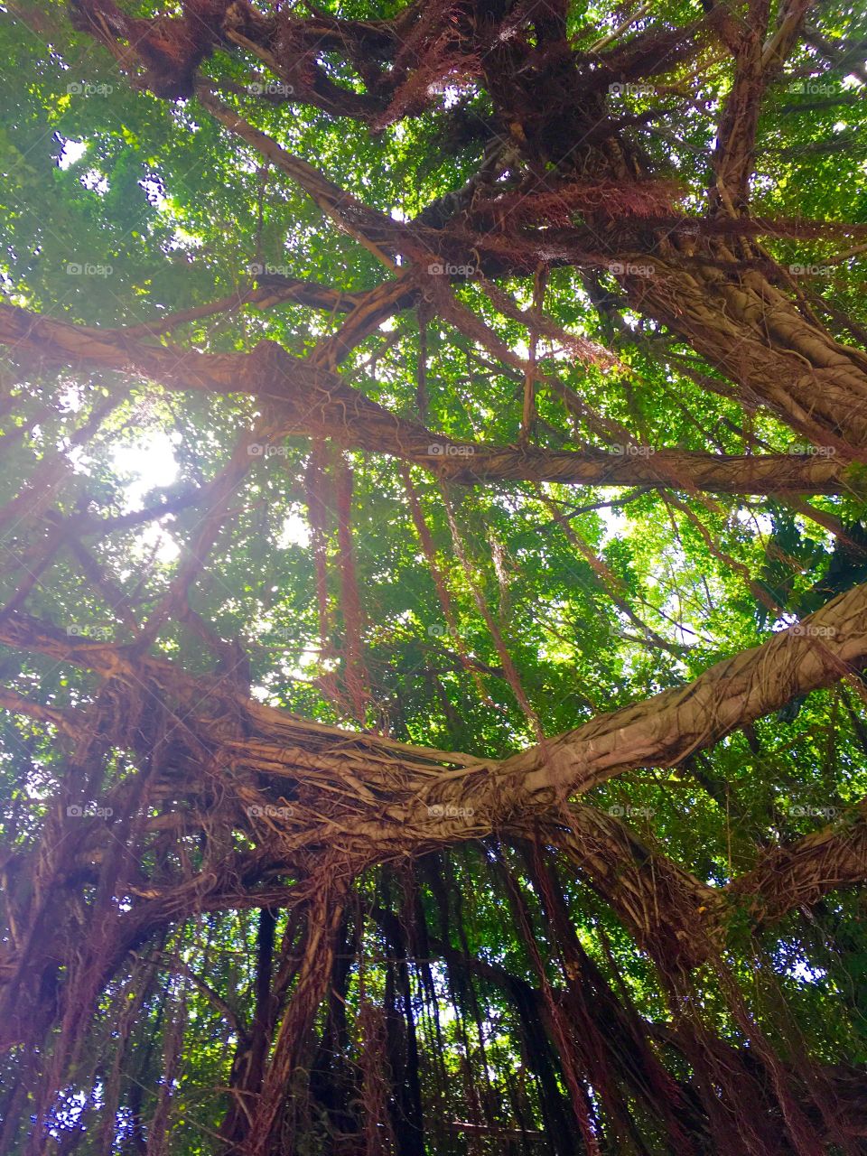 Tree  with vines view 