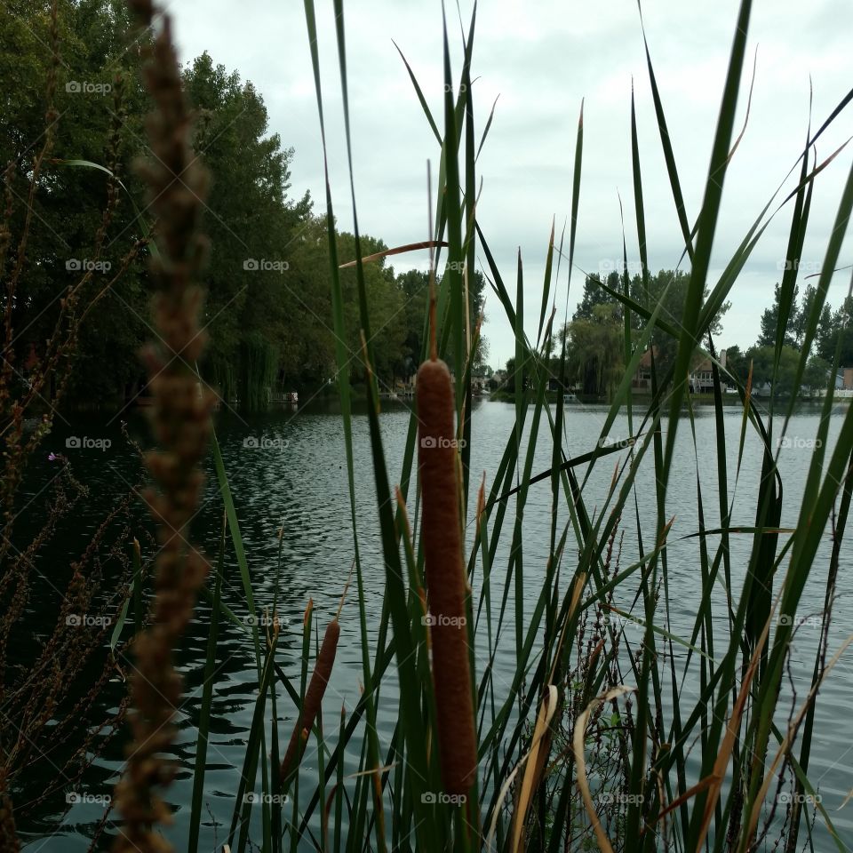 cattails