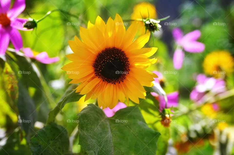 Sunflower image 