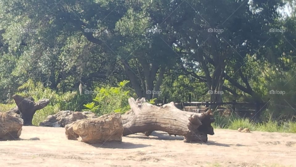 A fallen tree awaits the companionship of the creatures inhabiting the area at Animal Kingdom at the Walt Disney World Resort in Orlando, Florida.