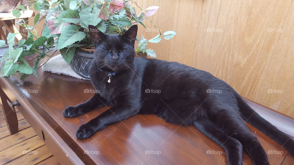 Rickey resting on a table