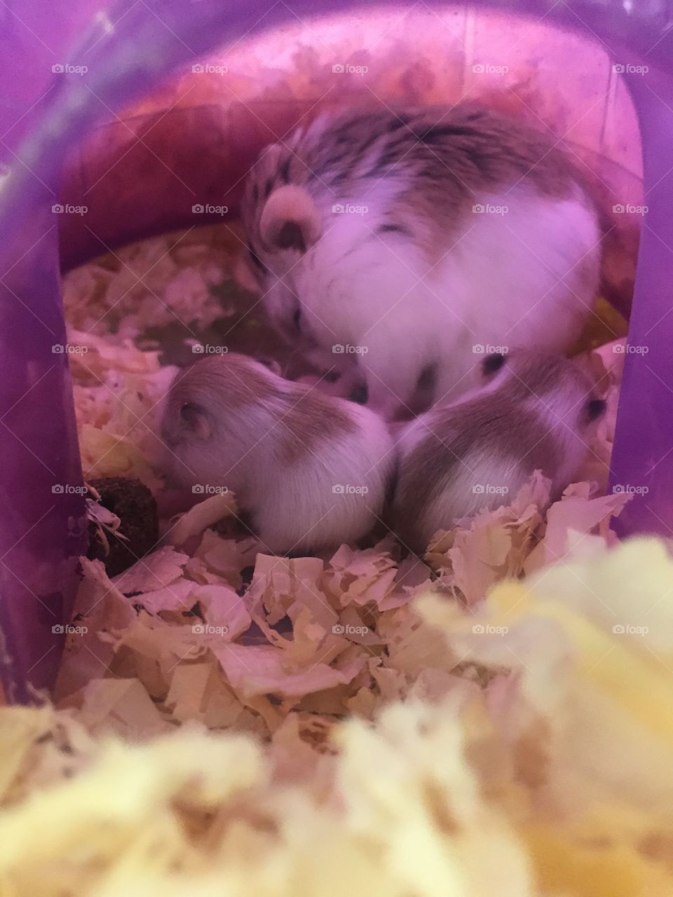 Baby hamsters