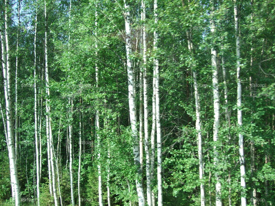 trip to Russia and Solovki-2011