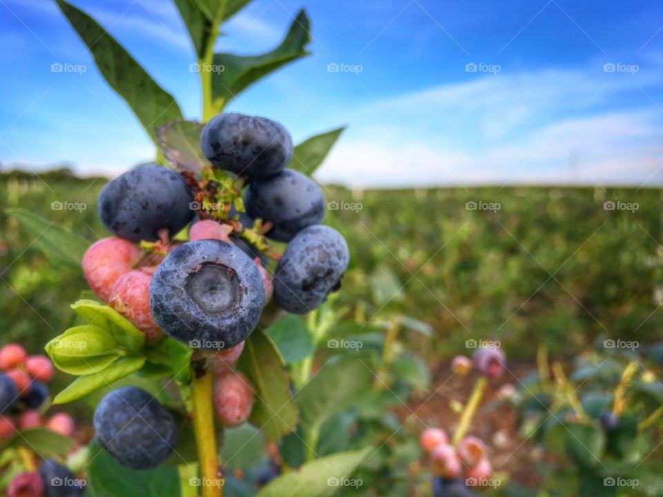 Growing blueberries