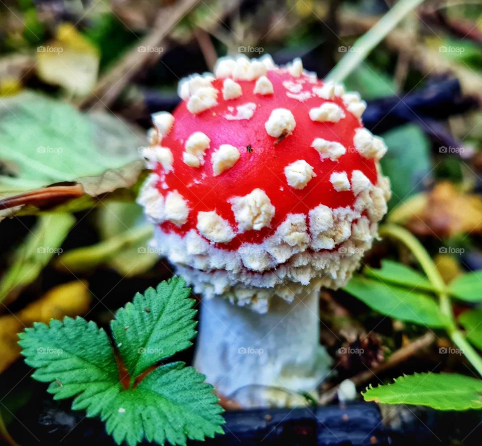 Little mushroom just coming out of the ground