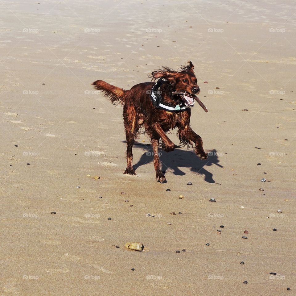 Catching a piece of seaweed at the beach ... happy dog 🐶