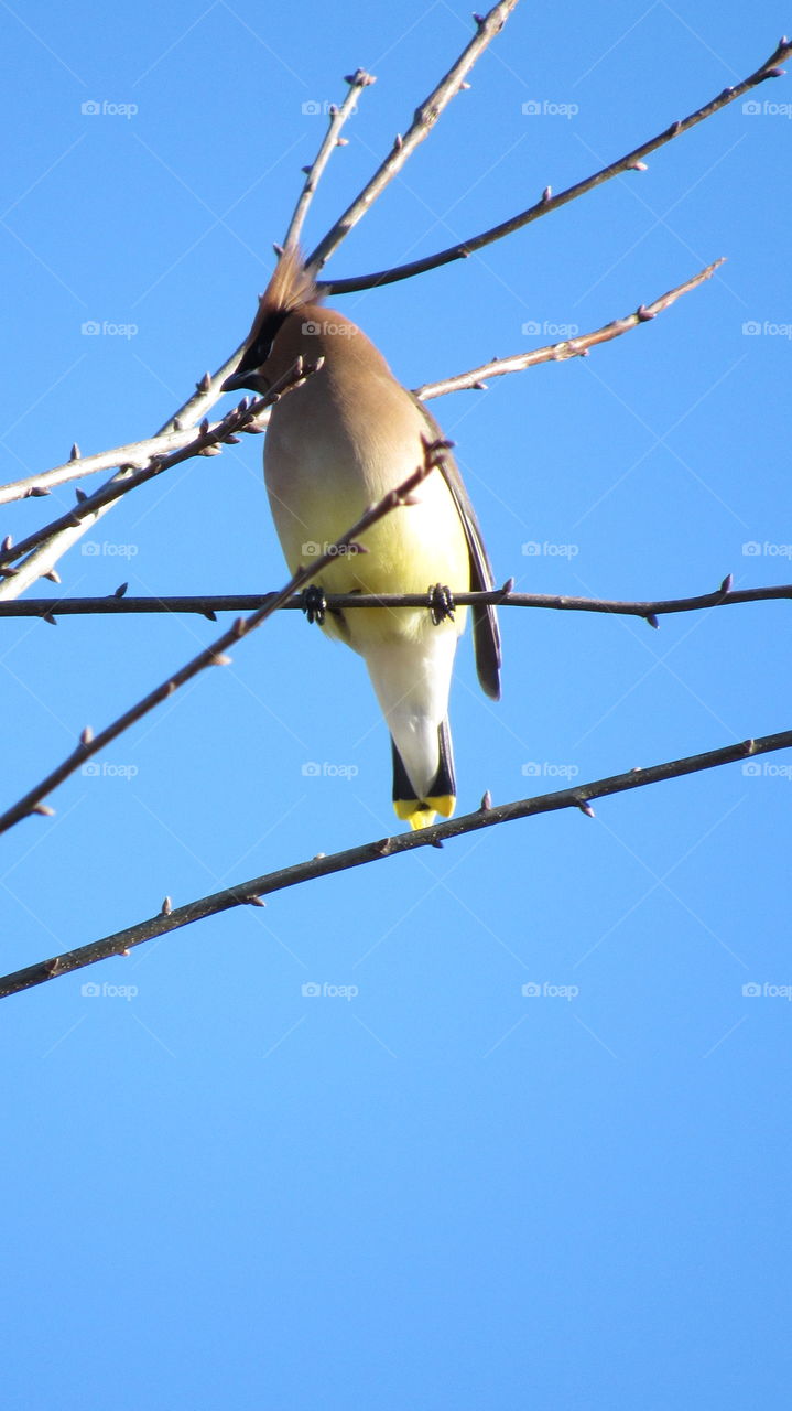 Cedar Waxwing