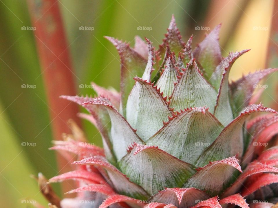 Top of a pineapple