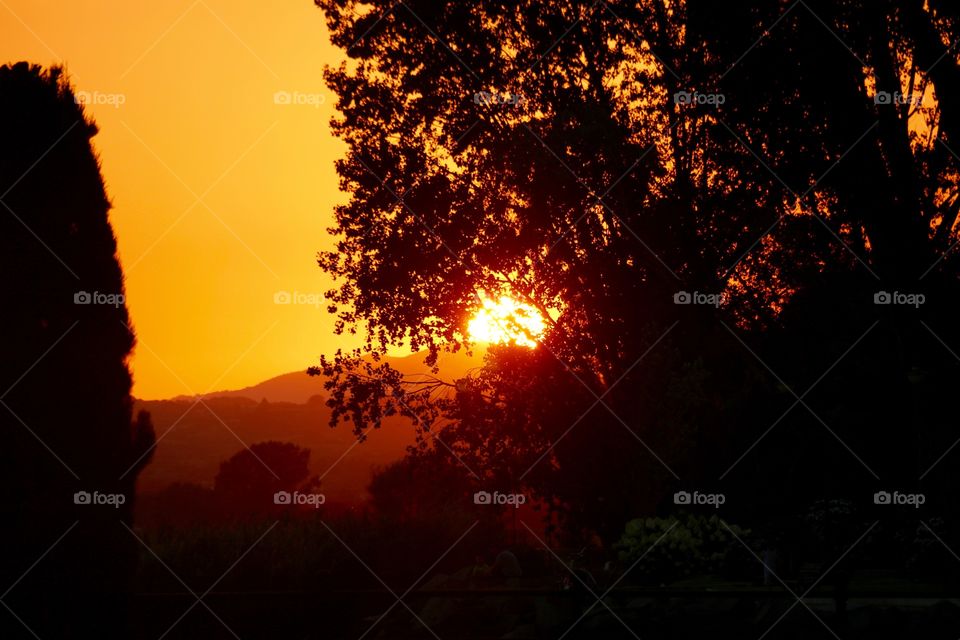 Silhouette of trees at sunset