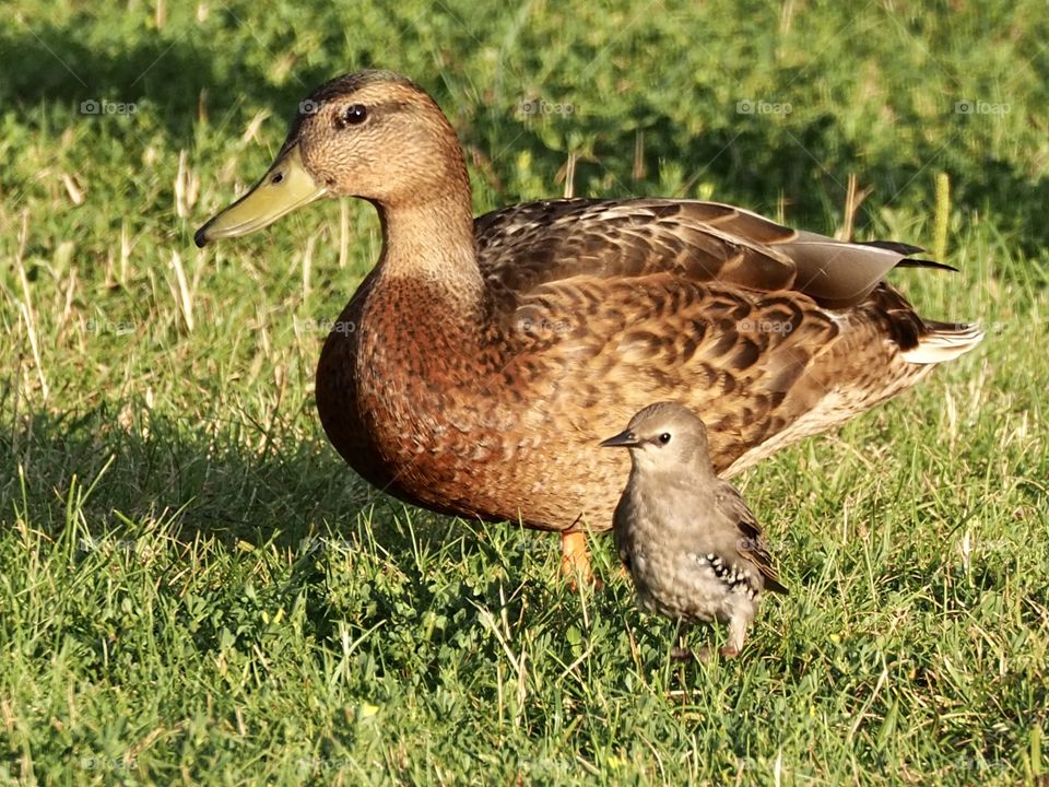 Duck and starling