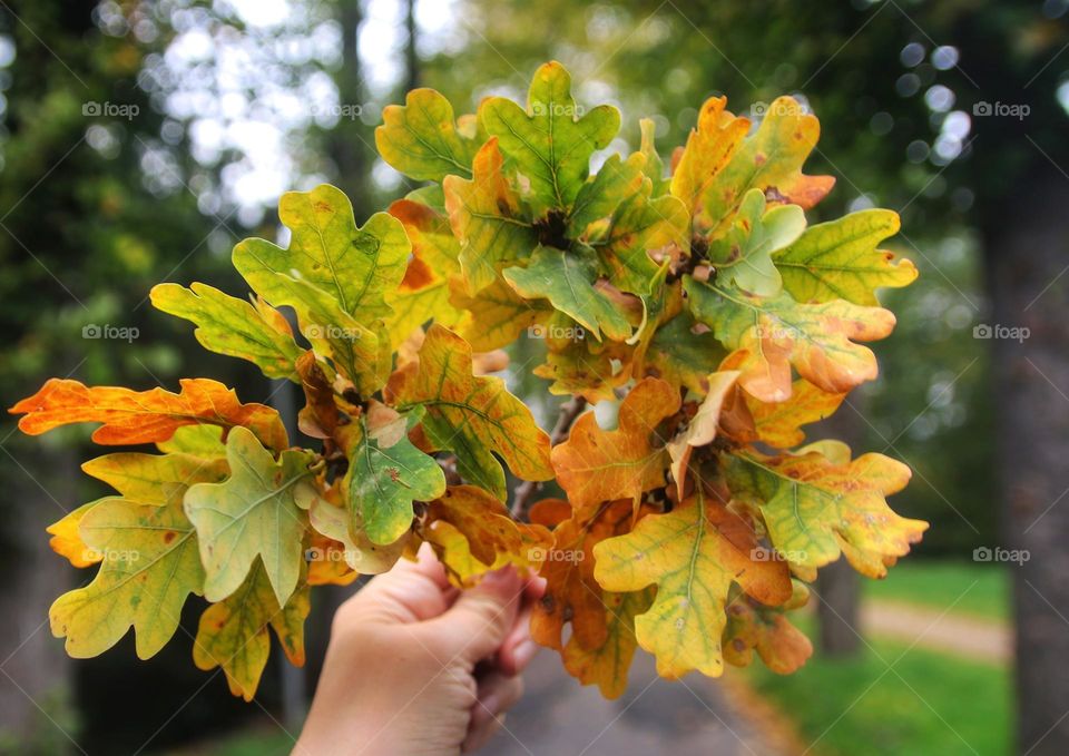 bouquet of the oak leaves