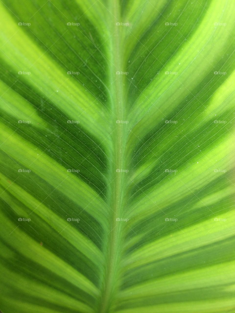 Abstract texture of leaf 