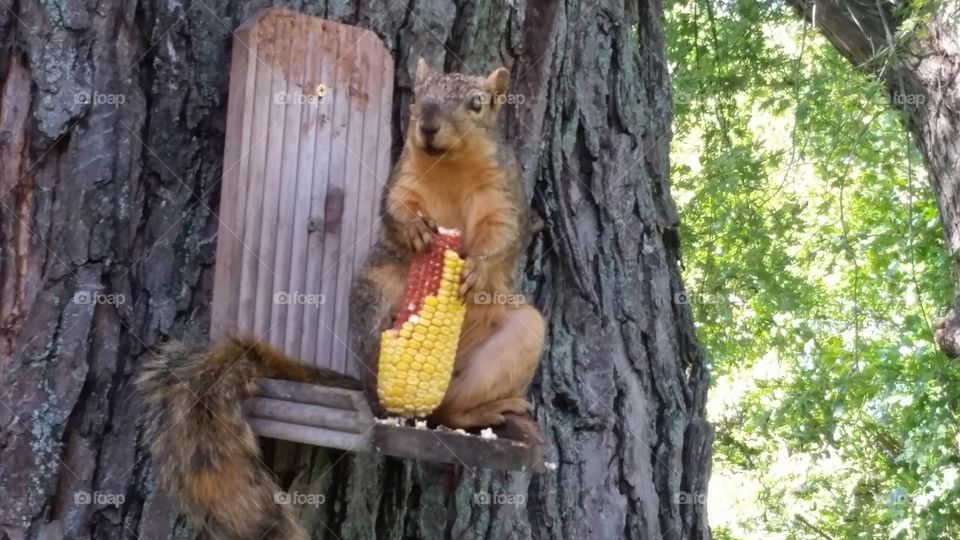 Hoosier Squirrel. Lunch