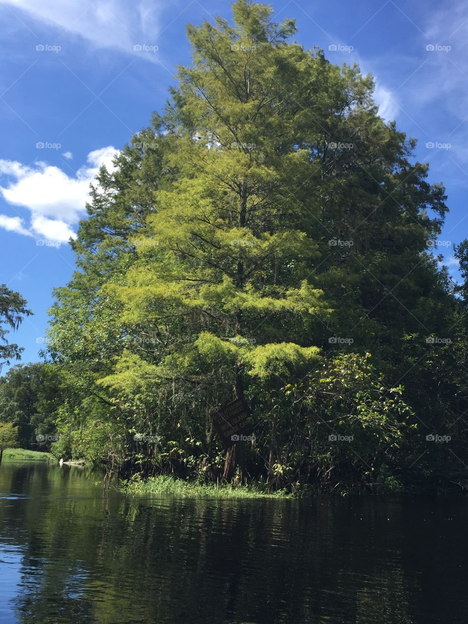 Gorgeous tree while kayaking 