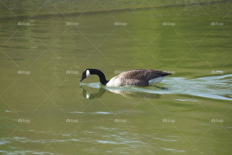 duck on the water