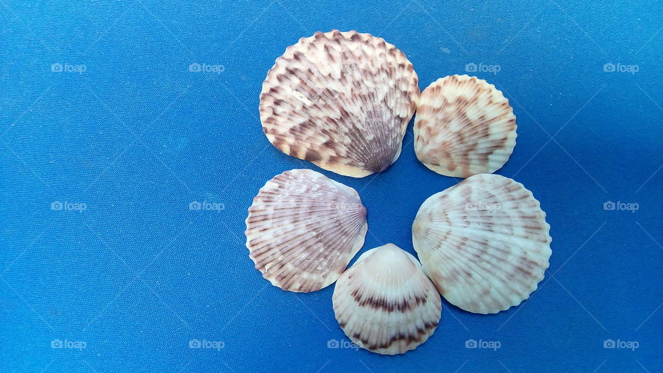five shells