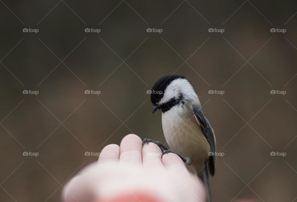 Profile Perch