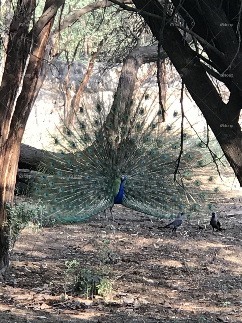Wild peacock 