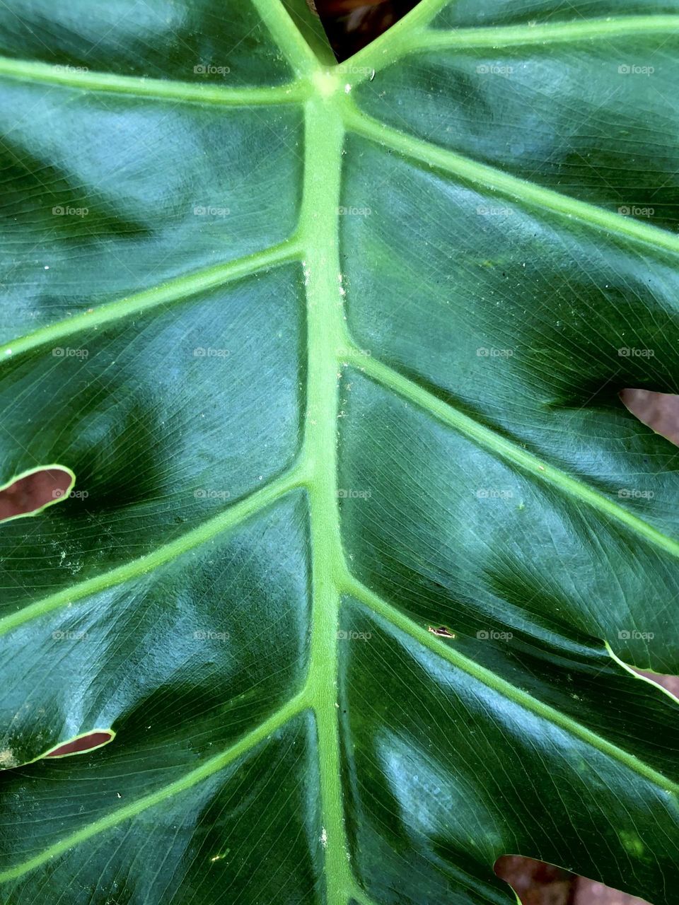 Closeup of the deep green leaf and veins of the split leaf dieffenbachia - spring is here. 