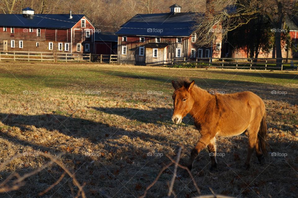 A pony walks along one morning 