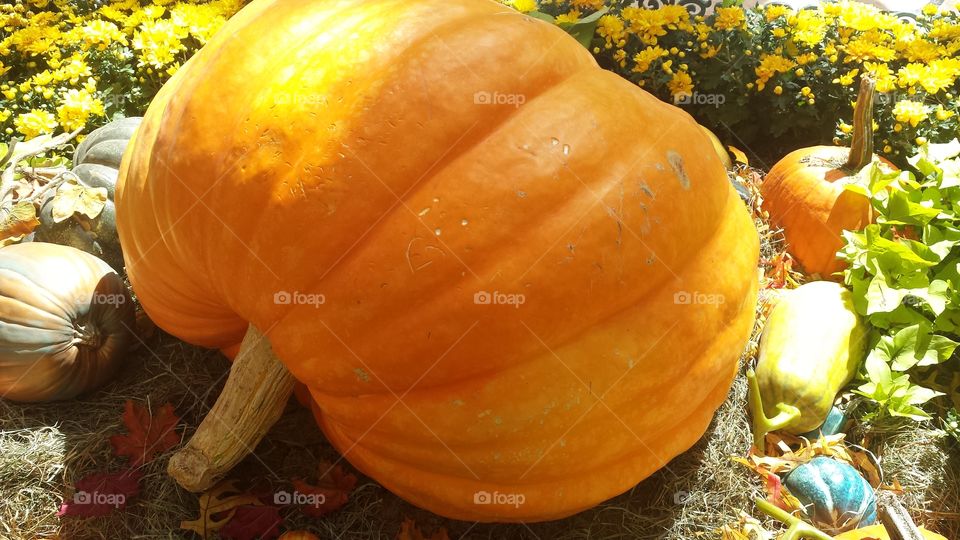 large Pumpkin