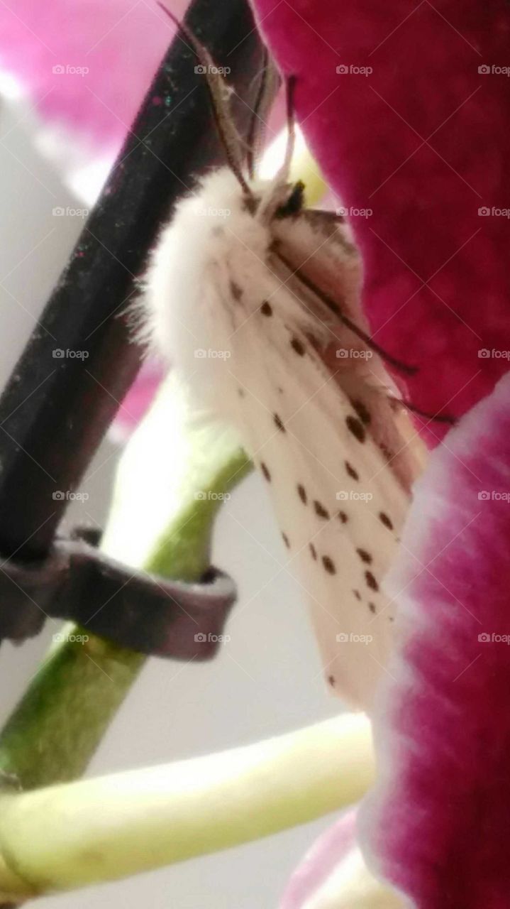 Baboon like butterfly