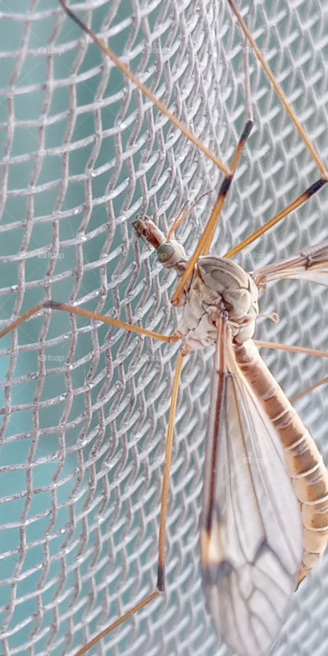the  adult crane fly on the screen