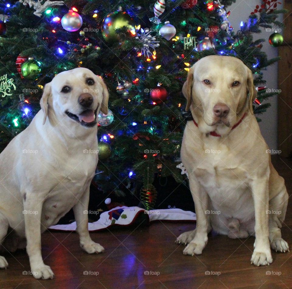 Yellow labs at Christmas in front of Christmas tree