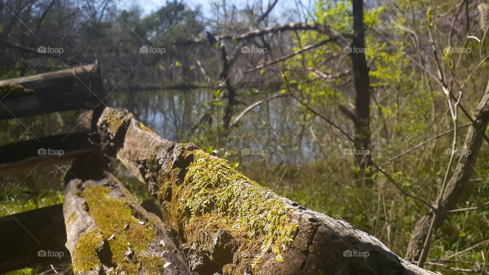 Moss Covered Fence