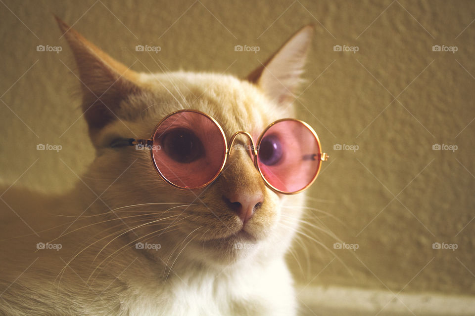 Cat in sunglasses. Portrait of cat wearing sunglasses.