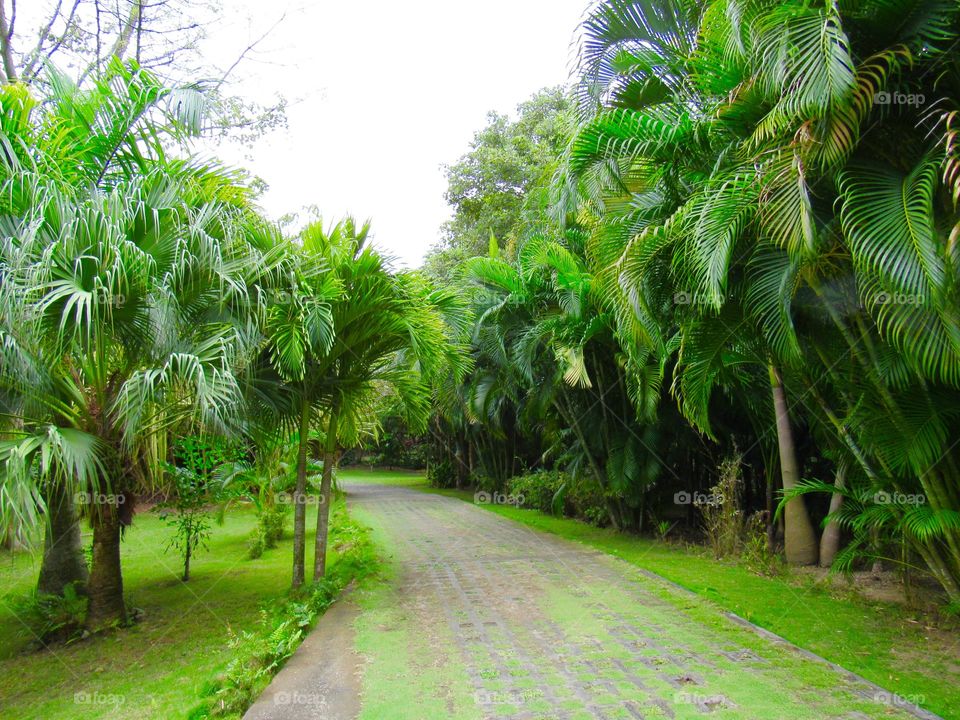Green rainforest