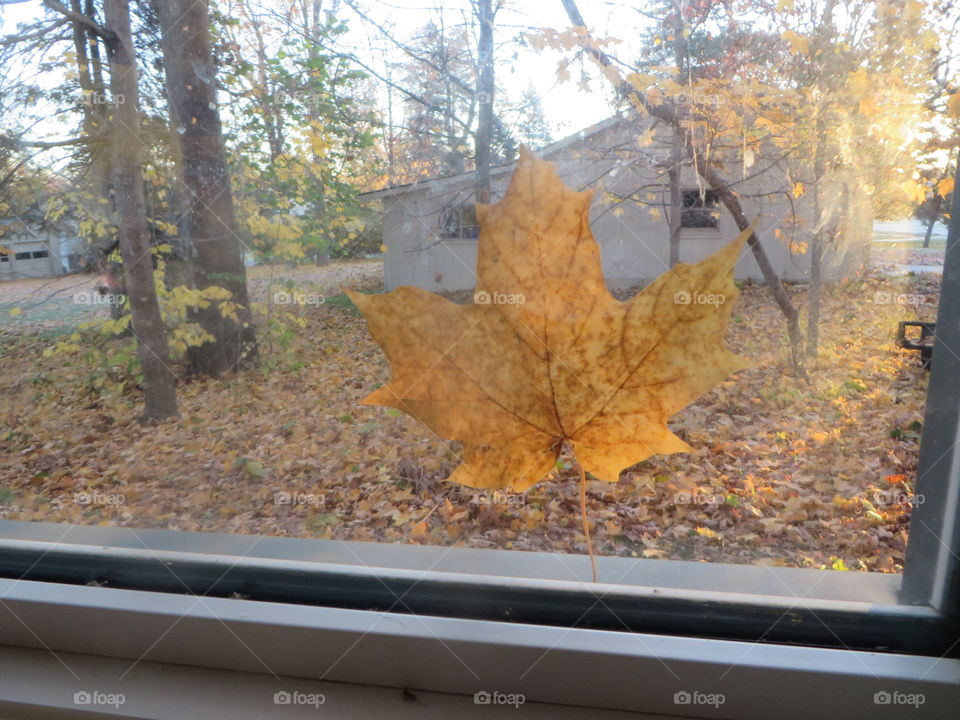 Leaf at window