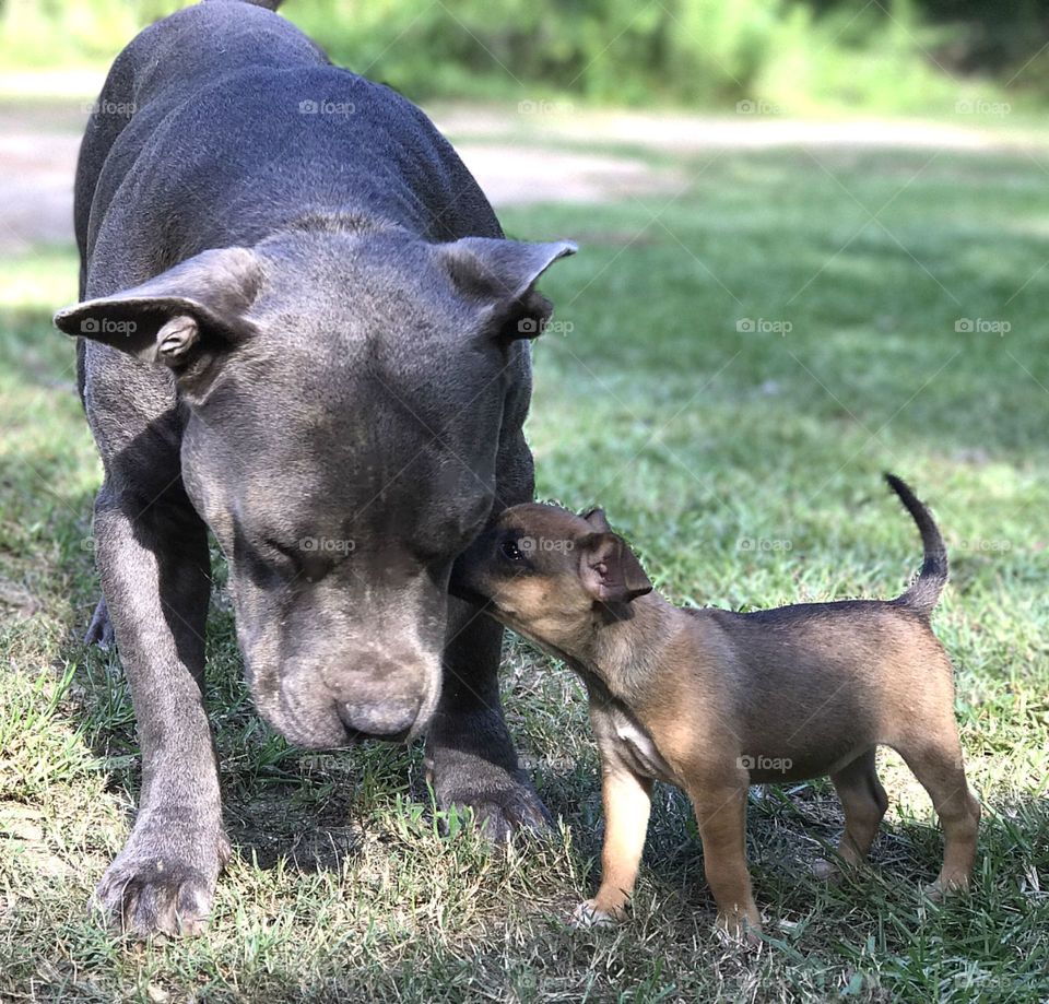 Dogs getting to know each other