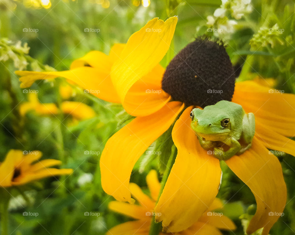 little green frog resting on a flower petal in a field