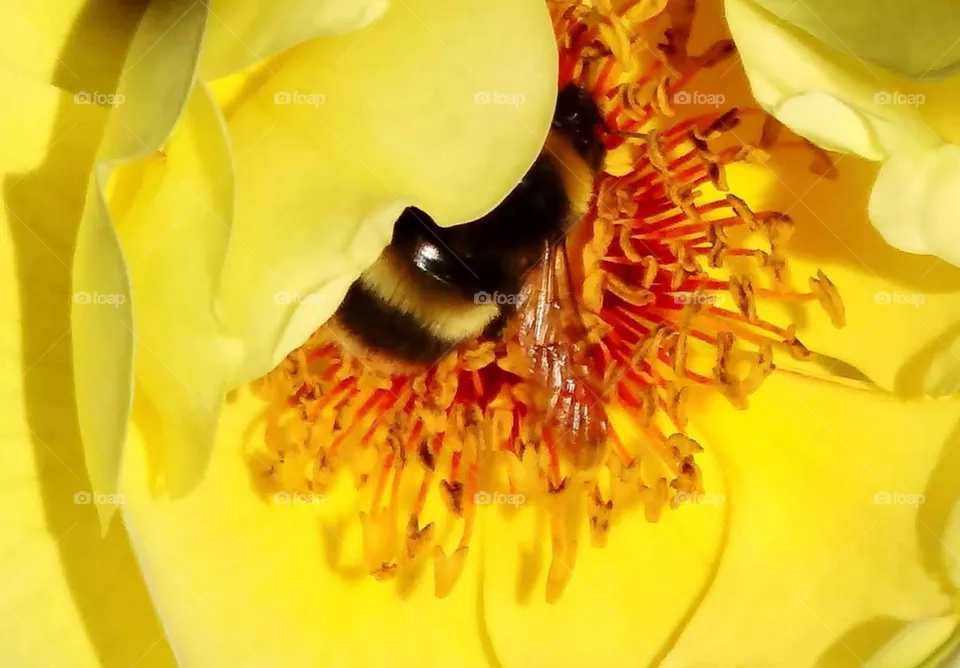 Bumble bee in yellow flower