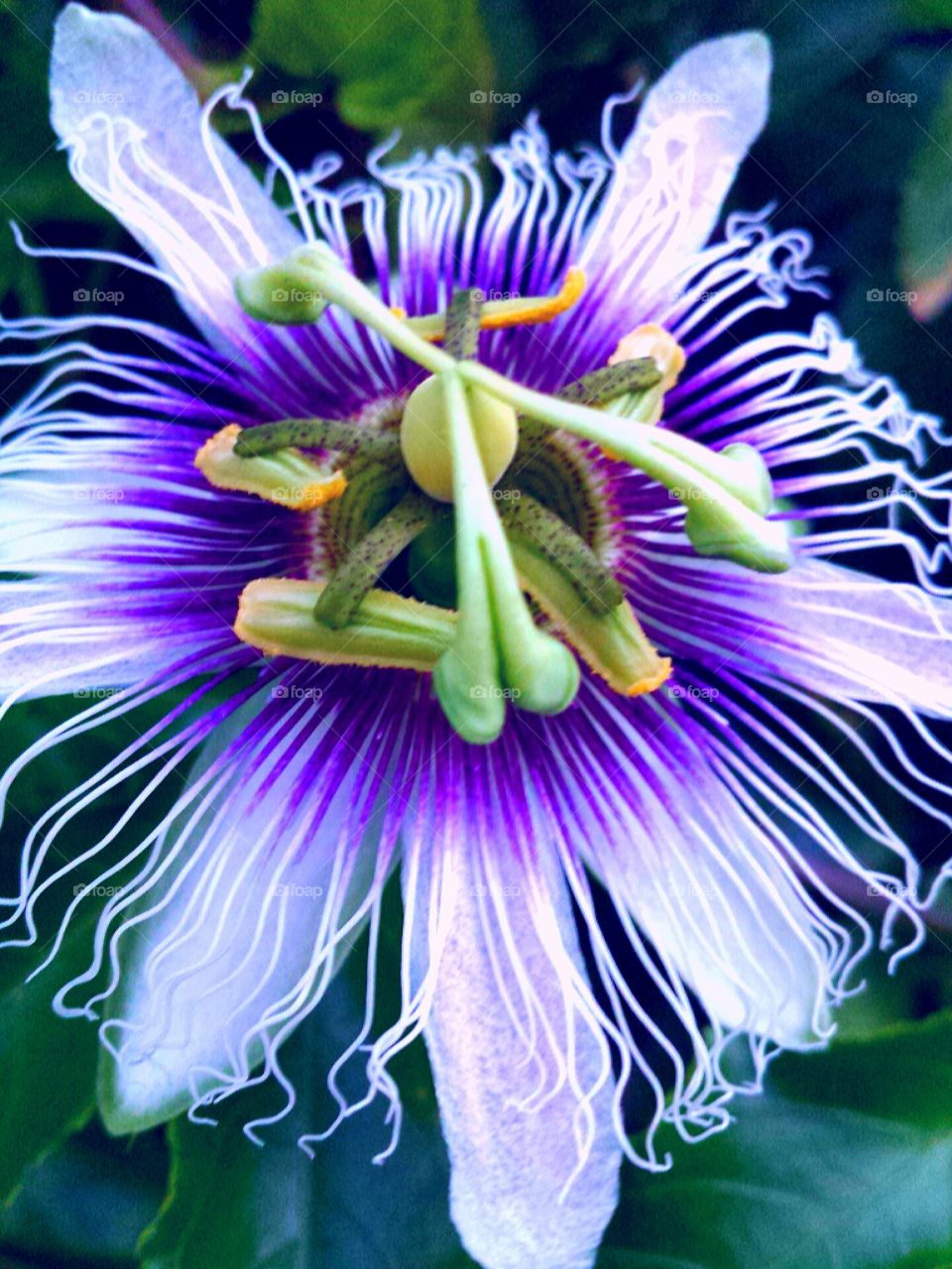 "Purple Passion Flower "