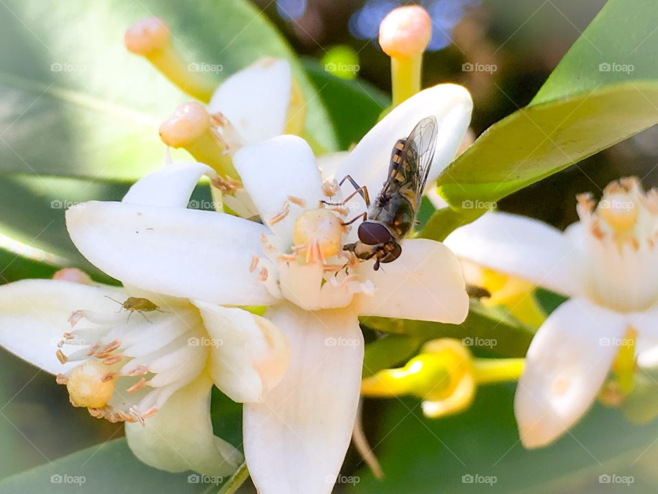 Close-up of bee on flower