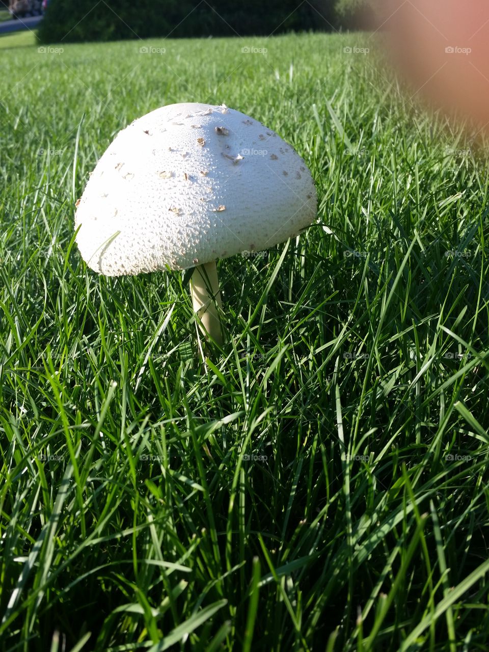 Mushroom