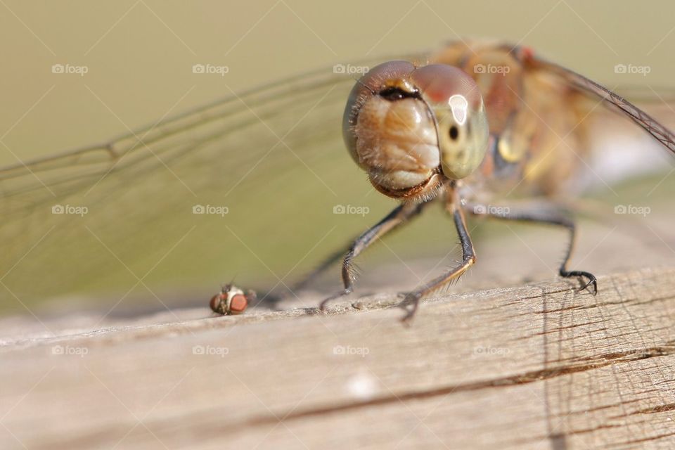 Dragonfly And Fly Head