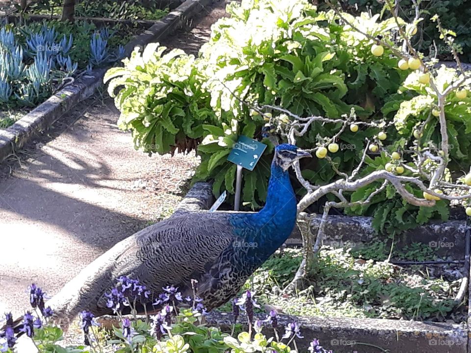 Peacock