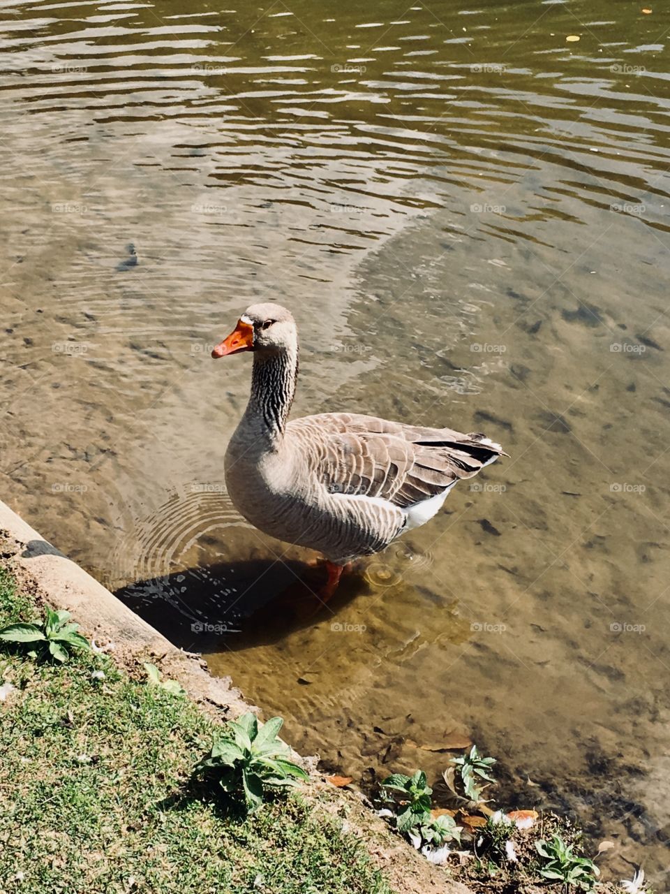 O ganso está descansando um pouco. Pudera, com esse calor, precisa se refrescar mesmo. 