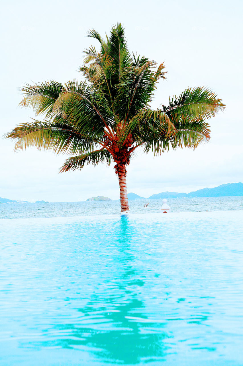 palm and beach .