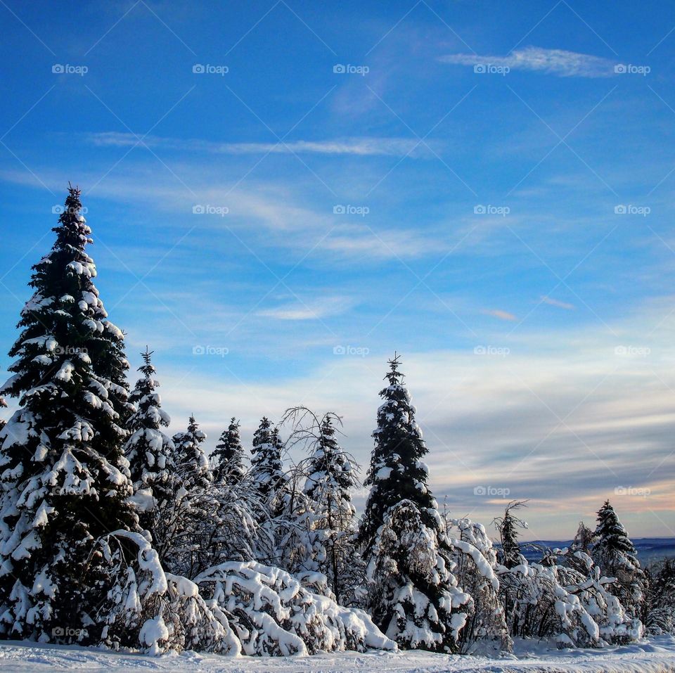 Snowy trees