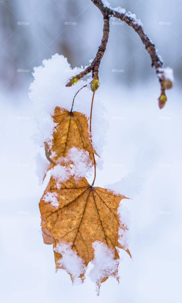 Forest in every season