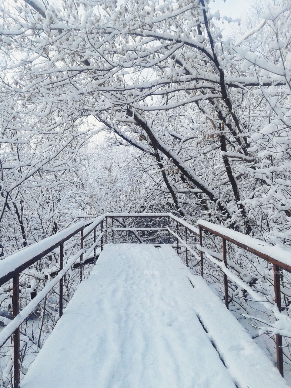 Winter in forest