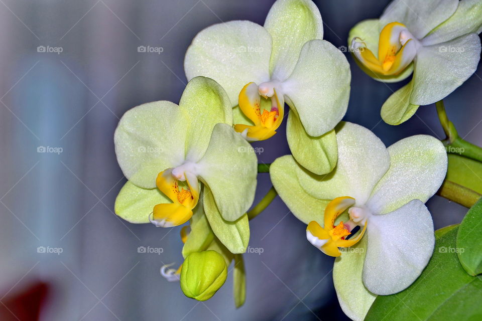 orchid flowers